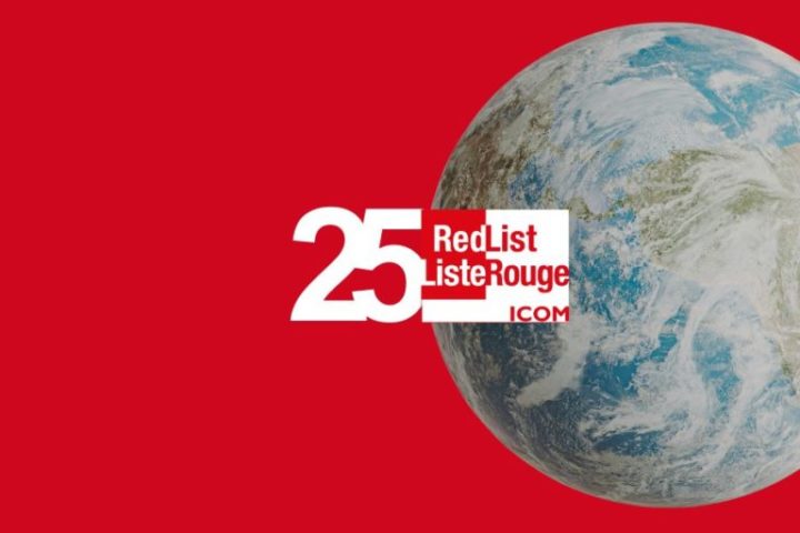 El ICOM lanza una encuesta para ayudar a configurar el futuro de las Listas Rojas del ICOM